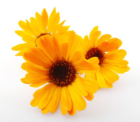 Beautiful blossoming yellow marigold isolated on white background. Calendula officinalis