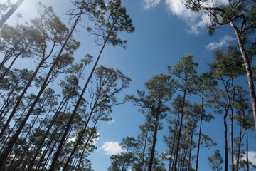 trees and blue sky