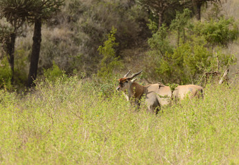 Eland (scientific name: Taurotragus oryx or 