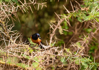 Superb Starling (Lamprotornis superbus) in the Ngorongoro crater.