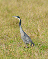 Black-headed Heron (Scientific name: Ardea melanocephala) in the Ngorongoro crater conservancy