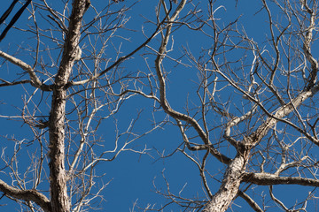 branches of a tree against blue sky
