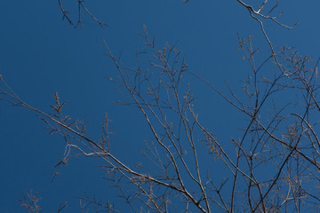 branches on a blue sky