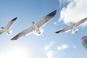 Fototapeta na wymiar seagulls flying in the sky