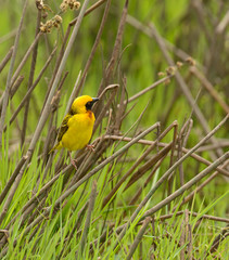 Speke's Weaver (Ploceus spekei) perched on grass