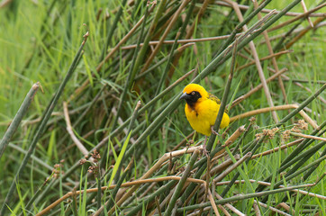 Speke's Weaver (Ploceus spekei) perched on grass