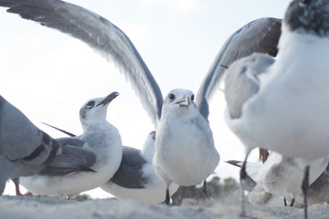 seagulls