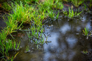 Green grass in water