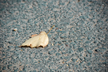 Dry autumn leaf on the asphalt