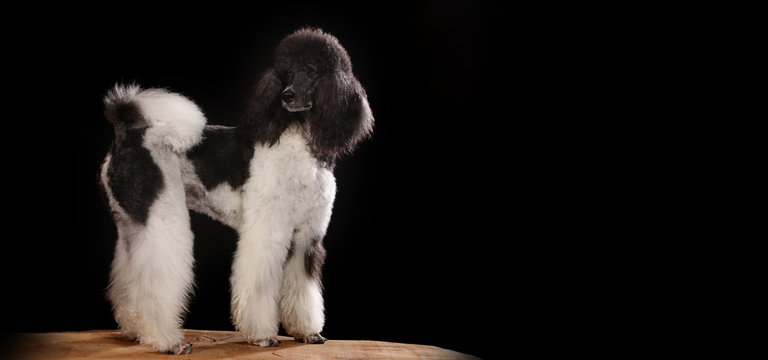 Black and white poddle in black background