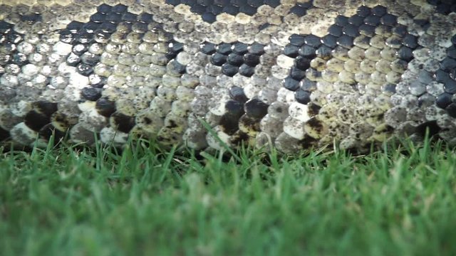 The extremley large body of a boa constrictor slithering throught the grass, undulating muscles, slow motion