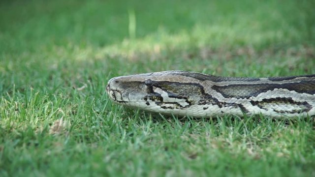 An extremley large boa constrictor slithering throught the grass, undulating muscles, flicking it's tongue, slow motion