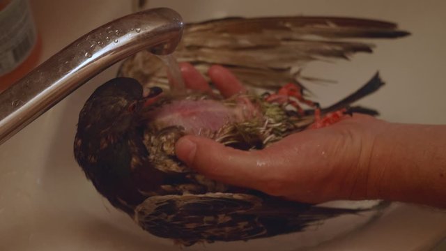 Veterinarian washes sick pigeon in warm running water in sink. Professional care.