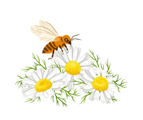 Honey bee collecting nectar on daisy flowers. Bee and wildflowers isolated on white background. Vector illustration of insect and blooming meadow in cartoon flat style.