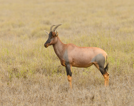 Topi (scientific name: Damaliscus lunatus jimela or "Nyamera" in Swaheli) in the Serengeti National park, Tanzania