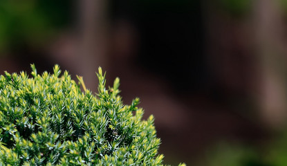 Cossack juniper ( lat. Juniperus sabina). Shearing of the juniper with gardening scissors, Soft focus. Garden art/ design/ landscape. Topiary. Blurred background with juniper.