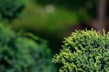Cossack juniper ( lat. Juniperus sabina). Shearing of the juniper with gardening scissors, Soft focus. Garden art/ design/ landscape. Topiary. Blurred background with juniper.