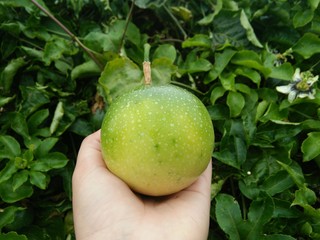 Green passion fruit in hand