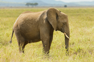 African Elephant (scientific name: Loxodonta africana, or "Tembo" in Swaheli) in the Serengeti National park, Tanzania