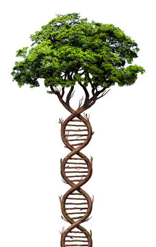 Tree of Evolution. Abstract illustration