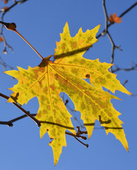 autumn leaves on a background