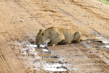 Closeup of a  Lion dringing from a puddle (Panthera leo, or "Simba" in Swaheli)  in the Serengeti/Tarangire, Lake Manyara, Ngorogoro National park, Tanzania