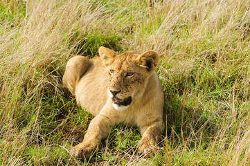 Closeup of a  Lion resting (Panthera leo)  in the Serengeti, Lake Manyara, Ngorogoro National park, Tanzania