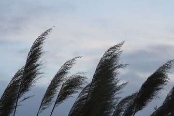 Fototapeta premium grass silhouette at sunset 