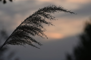 grass silhouette at sunset 