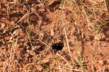 ants in and around the hole