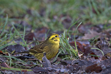 Emberiza citrinella , Yellowhammer