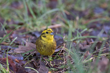 Emberiza citrinella , Yellowhammer