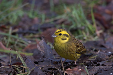 Emberiza citrinella , Yellowhammer