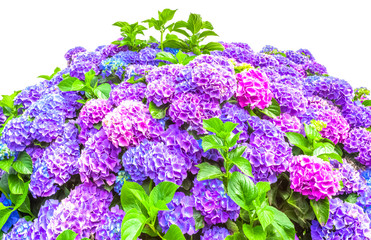 bouquet d’hortensia 