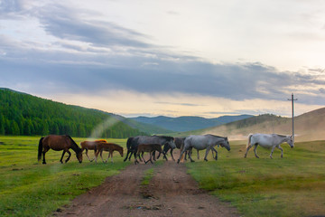 Mongolie animaux de la steppe