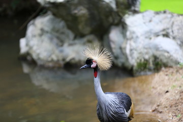 Fototapeta premium grey crowned crane