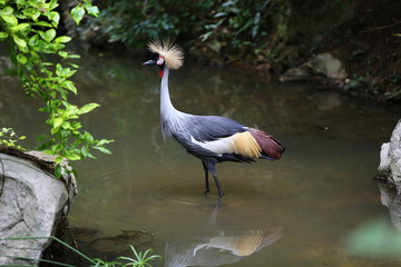grey crowned crane