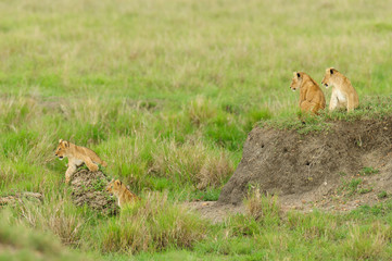 Group of lion cubs at play (Panthera leo)  in the Serengeti National park, Tanzania
