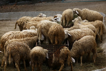 Obraz na płótnie Canvas flock of sheep