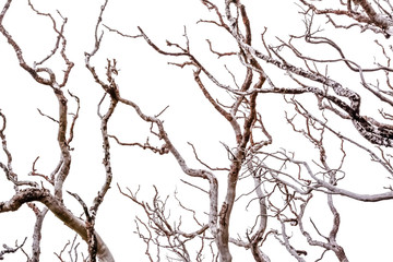 branches of tree on background of blue sky