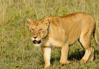 Lion pride (scientific name: Panthera leo, or "Simba" in Swaheli)  in the Serengeti National park, Tanzania