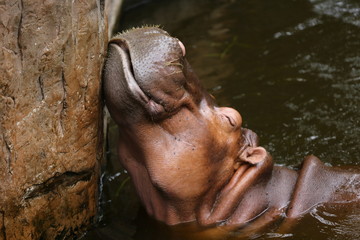 hippo in water