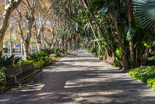 View into the Malaga park with palms and plane trees of the Paseo del Parque in Malaga, Spain, Europe.