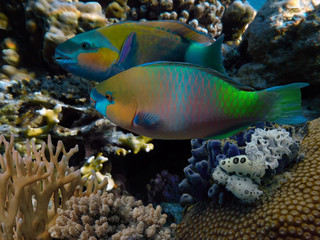Fototapeta na wymiar Parrot fish in the Red Sea, Egypt
