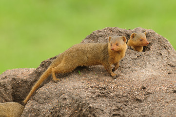 Common Dwarf Mongoose (Helogale parvula) on a termite hill