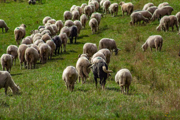 Flock Of Sheep. Pieniny Mountains, Poland.