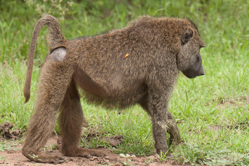 Closeup of Olive Baboons (scientific name: papio anubis, or Nyani in Swaheli) in Serengeti National park, Tanzania