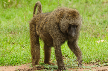 Closeup of Olive Baboon foraging for food (papio anubis, or Nyani in Swaheli) in Serengeti National park, Tanzania
