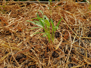 Vegetable plantation in organic farmland, young green Morning glory seedling spreading on brown dry rice straw in nursery planting