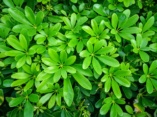 Fresh green palmate shape leaf of Dwarf umbrella leaves in the gargen, top view photo for background